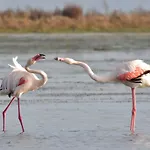 Eucaliptus *