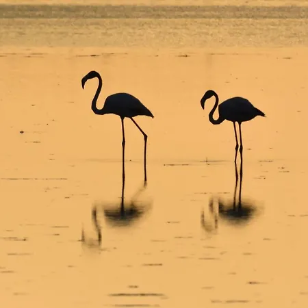 Apartamento Eucaliptus L'Eucaliptus